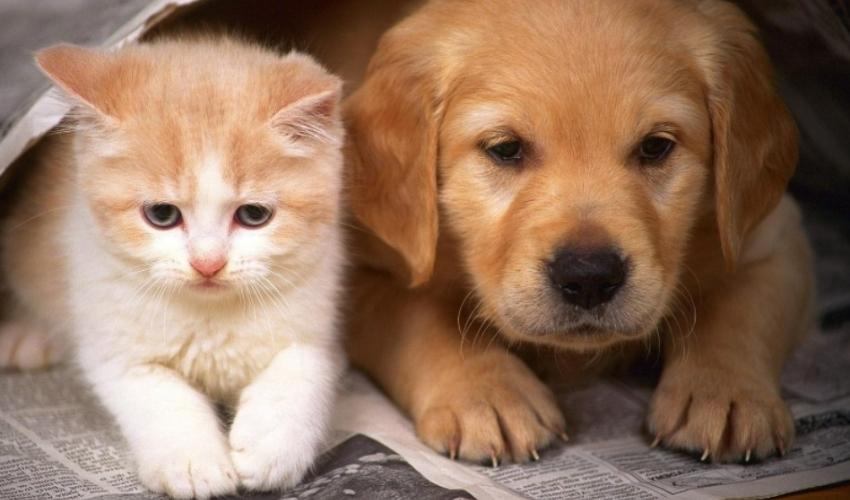 PG Pet Shop – Phụ kiện thú cưng