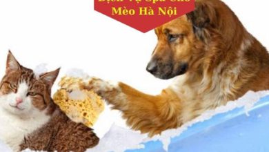 Top 10 Dịch Vụ Spa Chó Mèo Hà Nội Uy Tín Nhất
