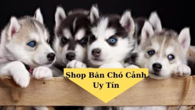 Top 10 Shop Bán Chó Cảnh Uy Tín Nhất Tại TPHCM
