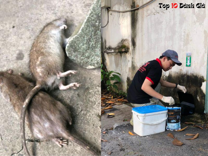 Công ty City Pest Control – dịch vụ diệt chuột tận gốc TPHCM