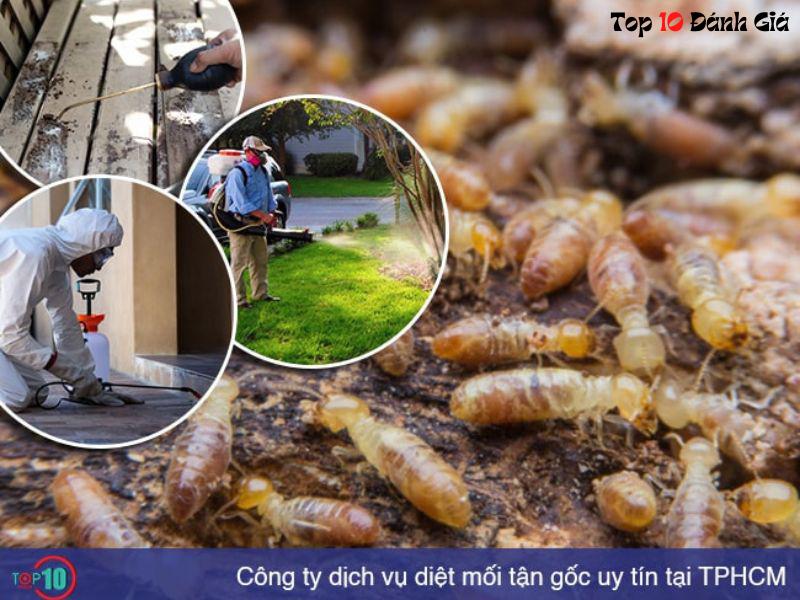Công ty TNHH trừ mối và côn trùng Đông Nam Á